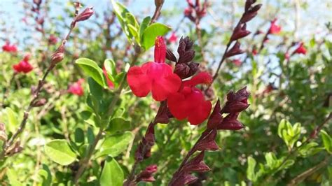 Salvia rossa - Come coltivare piante salvia scarlatta